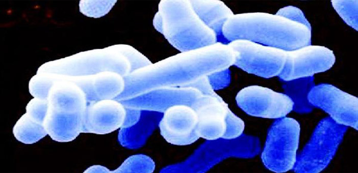 有機(jī)錫,海洋的無(wú)情殺手